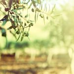 From pitch to pod: how olive oil is revolutionising athletic performance